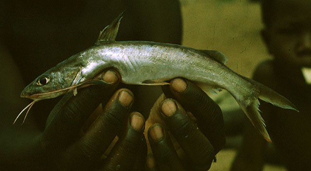 Bathybagrus stappersii (Boulenger, 1917)